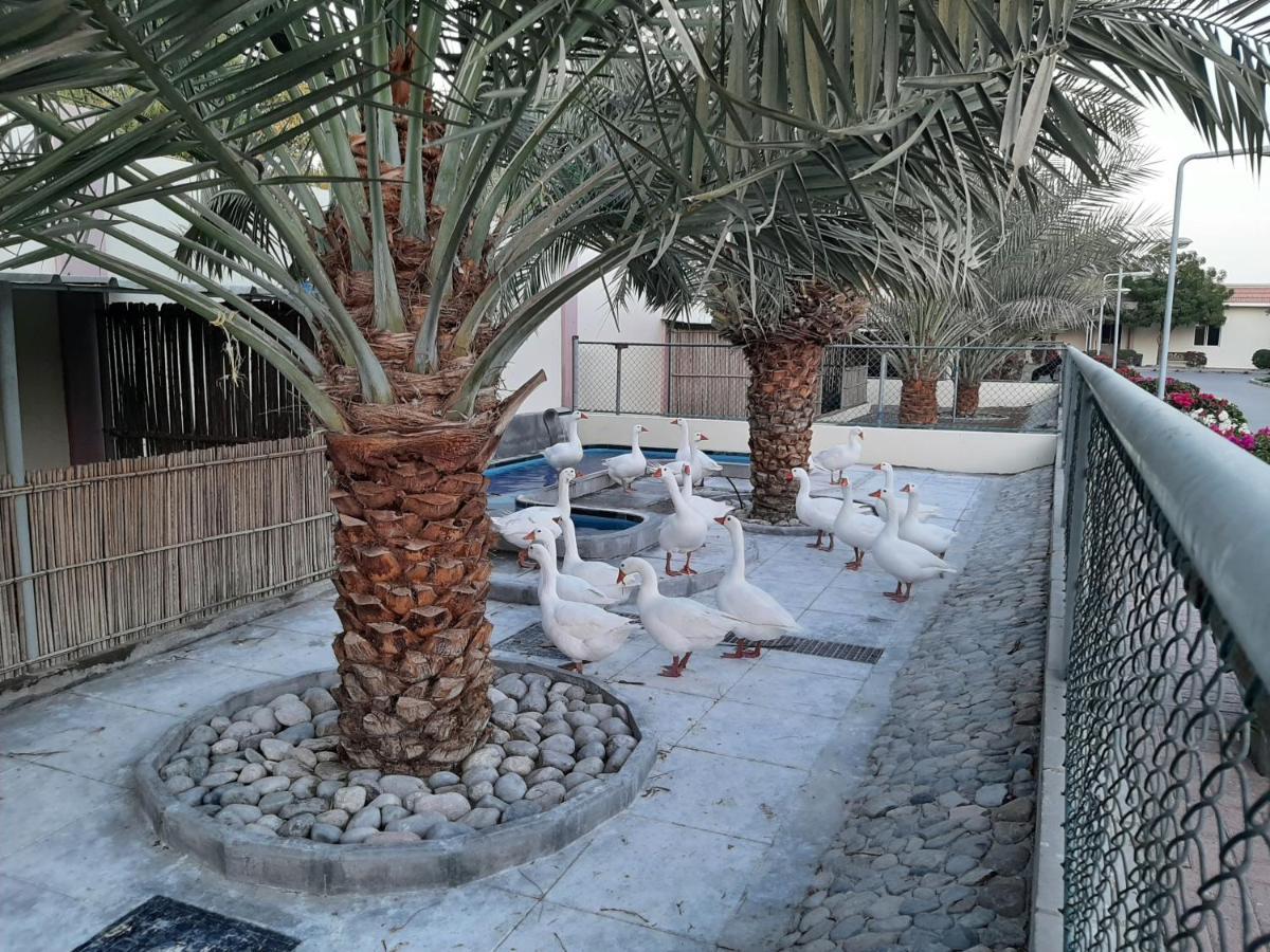 Asahalah Farm Pool Seeb